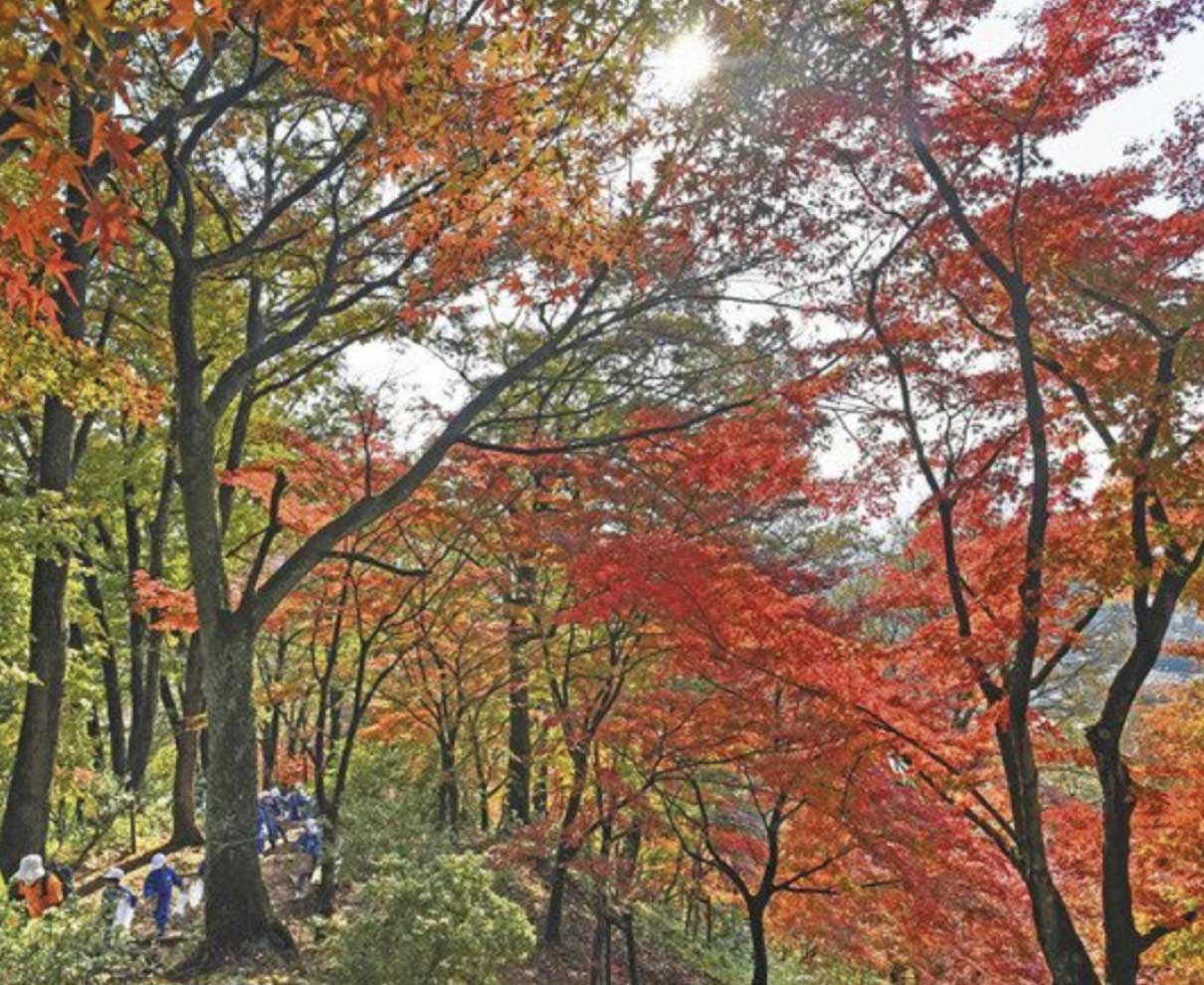モミジ、色鮮やか　鯖江・西山公園