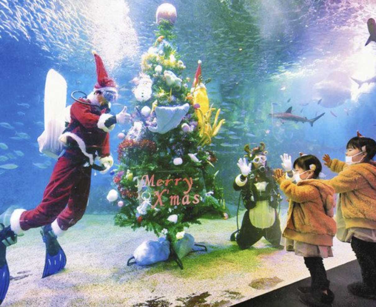 水中ツリー　Ｘマス気分　越前松島水族館