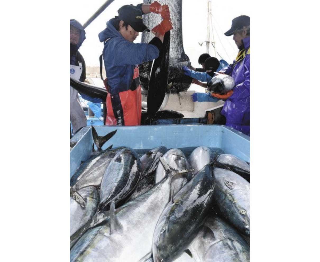 高浜町・和田漁港で寒ブリ大漁　3300匹揚がる