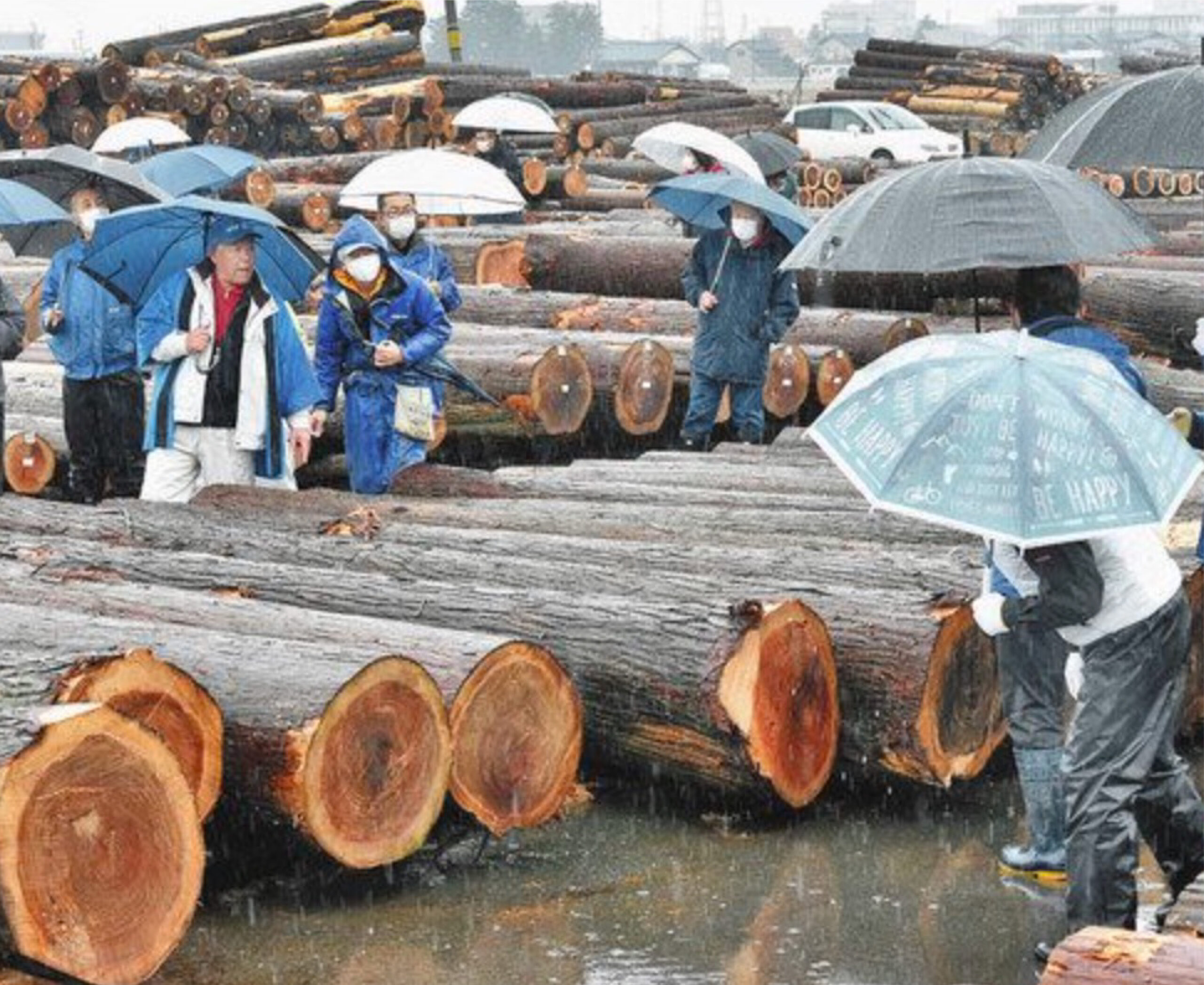氷雨の中、景気よく　福井で木材初市