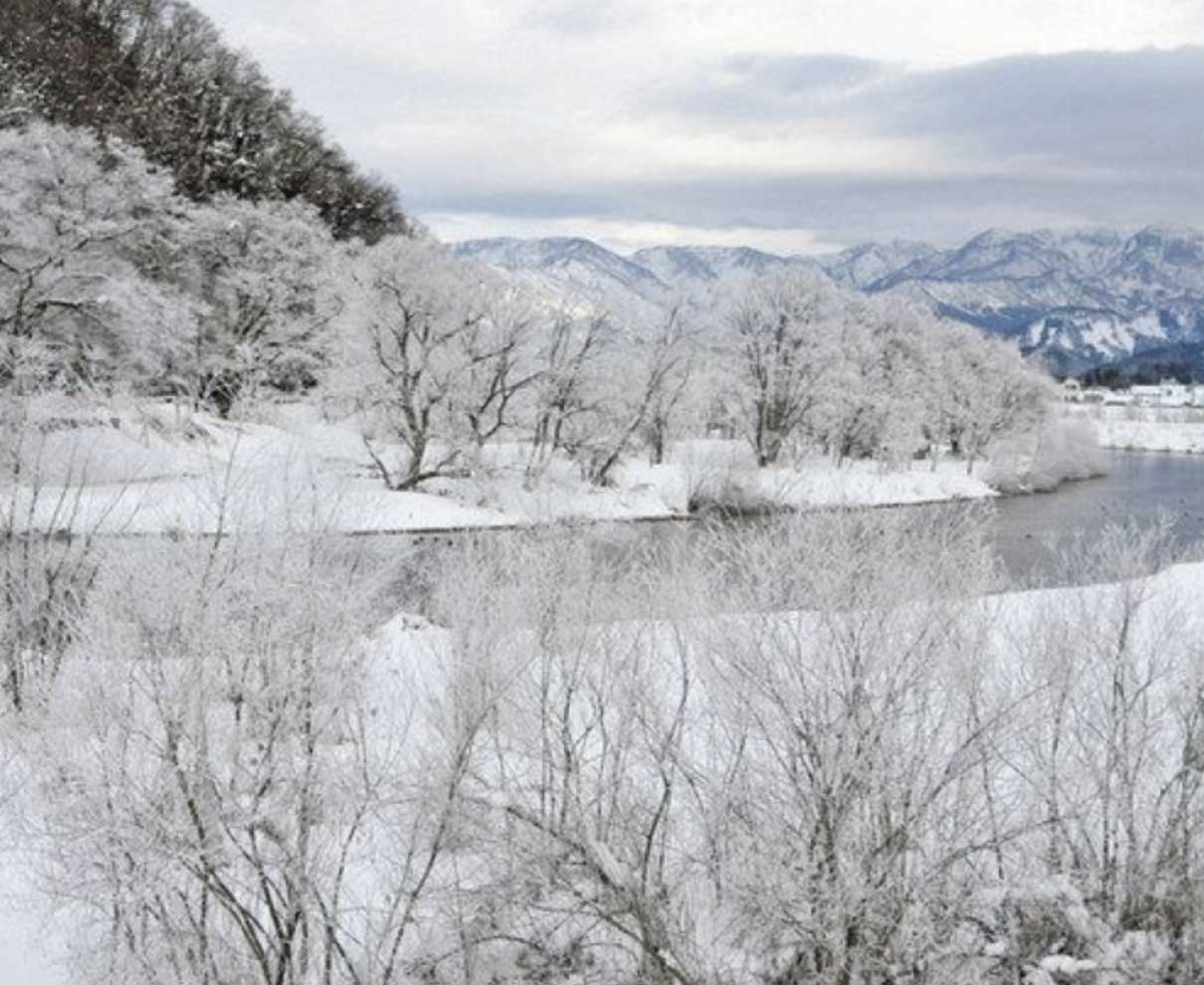 今季一番の冷え込みで霧氷　大野の真名川沿い