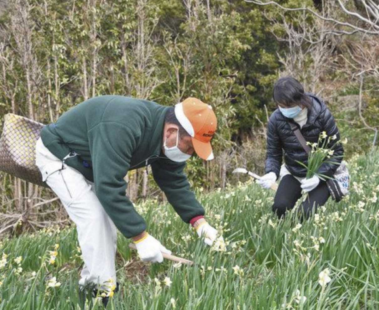 スイセンで新ビジネスを　越前町で収穫体験始まる