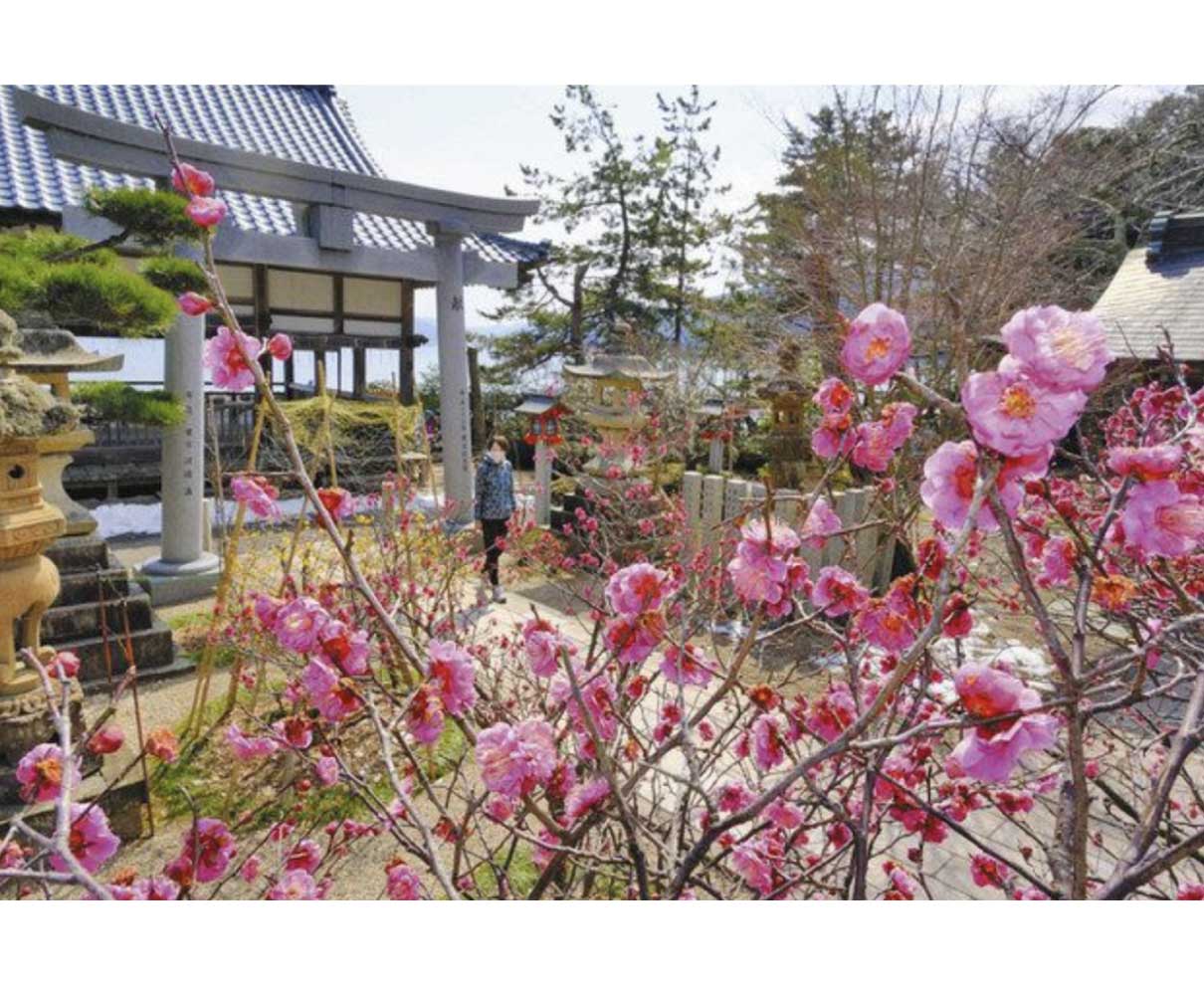 寒紅梅とロウバイ競演　敦賀・常宮神社で見頃