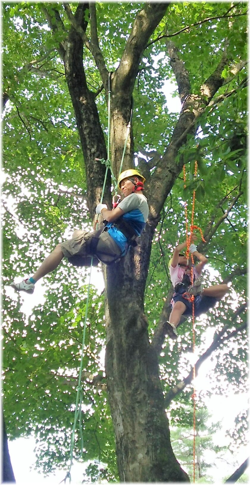 ツリークライミング体験会