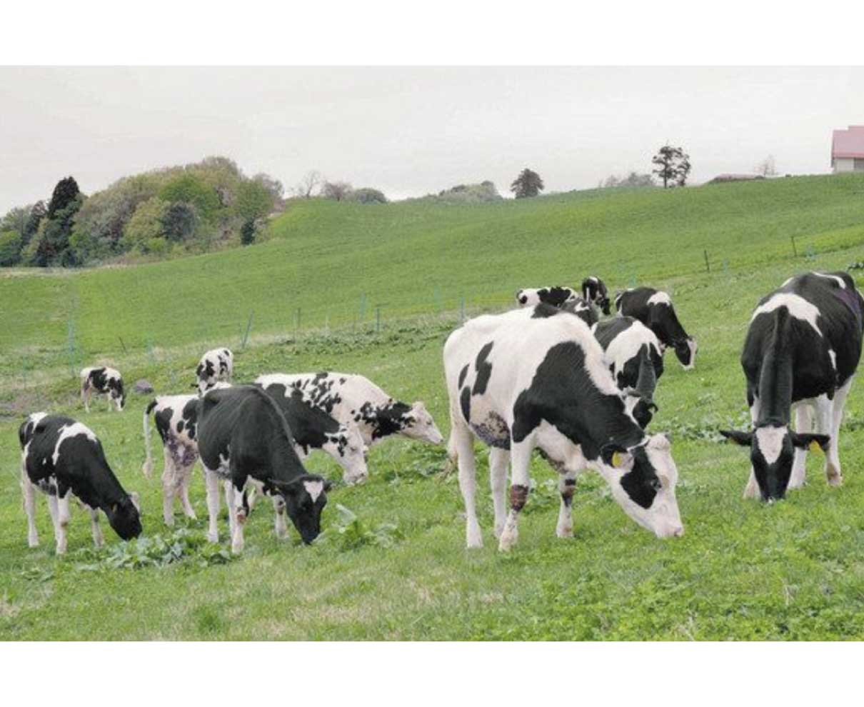 牧草ムシャムシャ　乳牛放牧　県奥越高原牧場