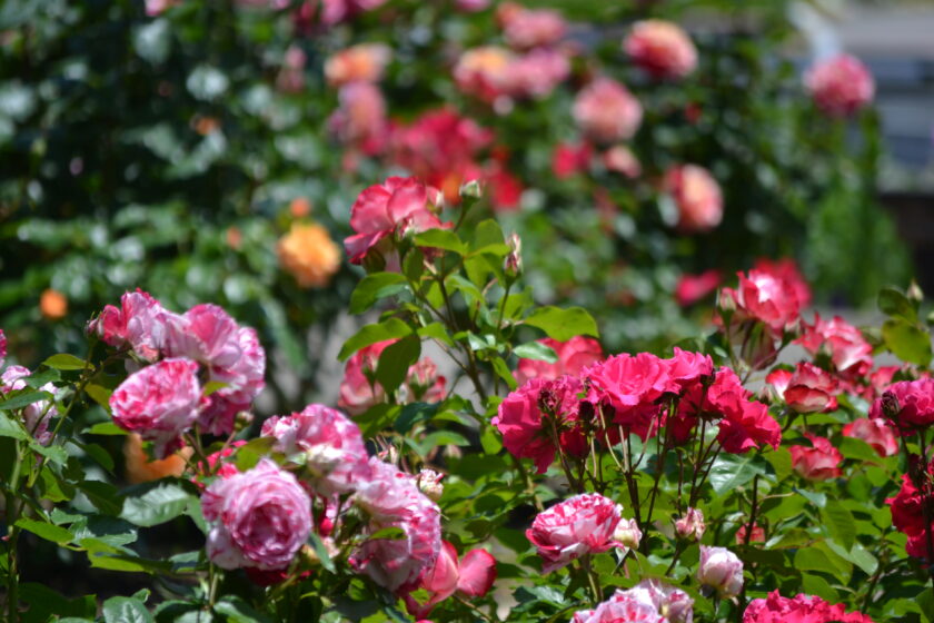 ゆりの里公園 バラまつり2022