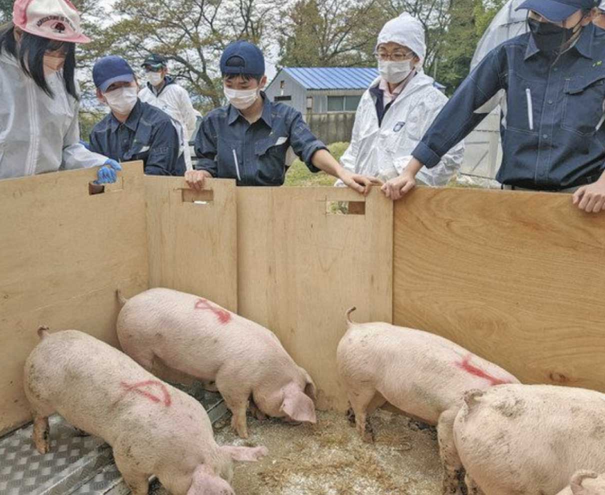 ふくいポーク飼育、３年目　福井農林高の米　利活用