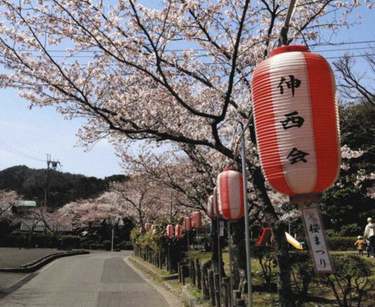 小浜公園で桜見物を　３年ぶりぼんぼり設置