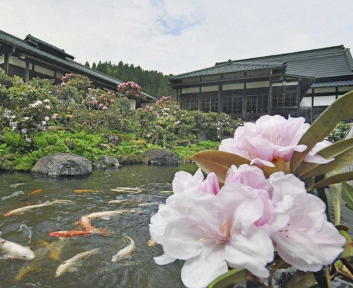 池に咲き誇るシャクナゲ　池田