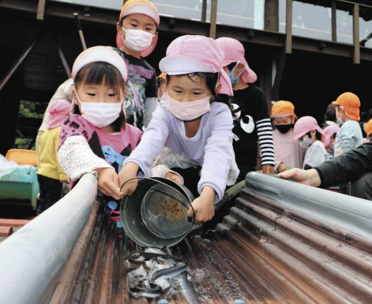 たくさん泳いで大きくなって　三方湖に園児がウナギ稚魚放流