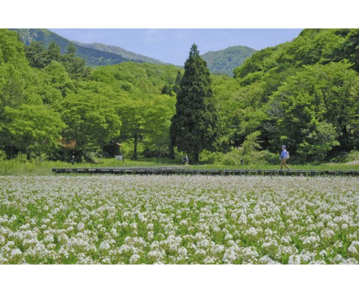 湿原染めるミツガシワ　大野・妻平湿原