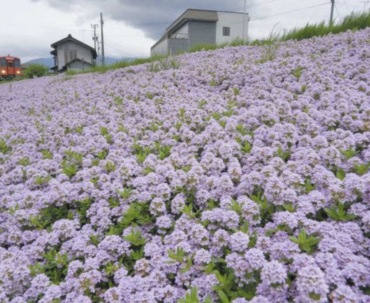 越美北線に薄紫ライン　大野　タイムの花見ごろ