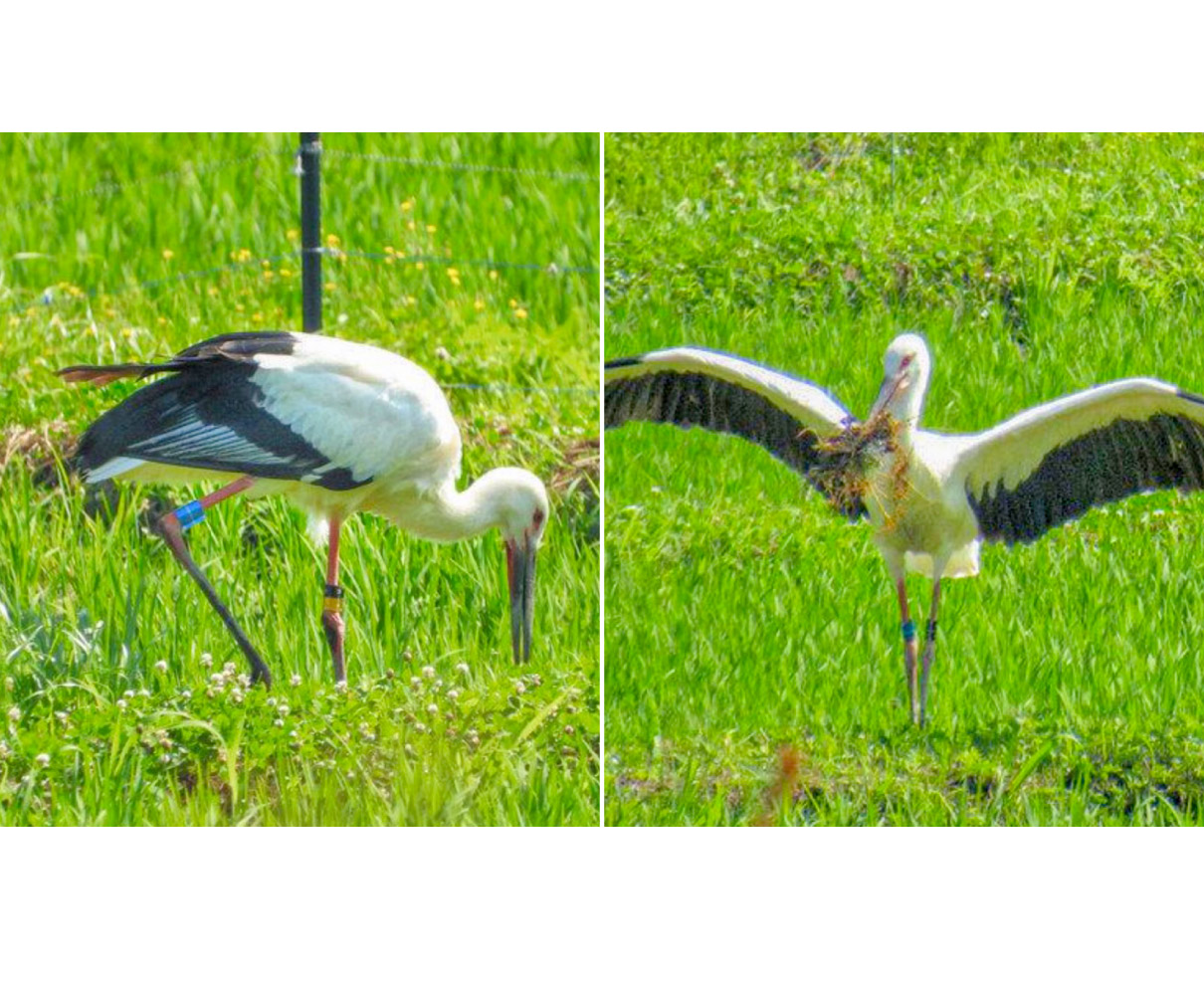 コウノトリ　越前市生まれ　全７羽巣立つ