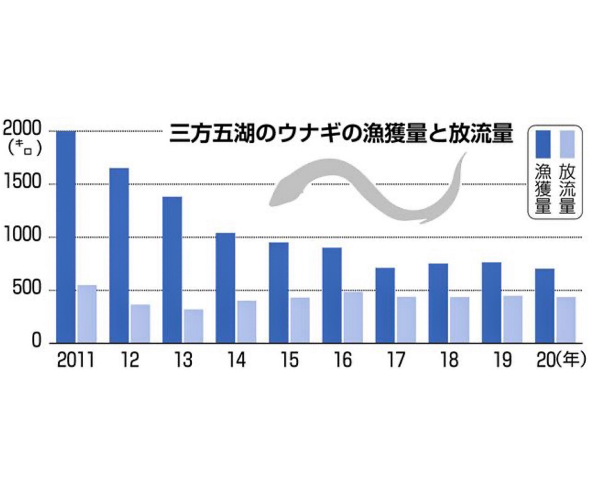 三方五湖ウナギ保全へ漁獲調査　稚魚に目印、データ収集へ