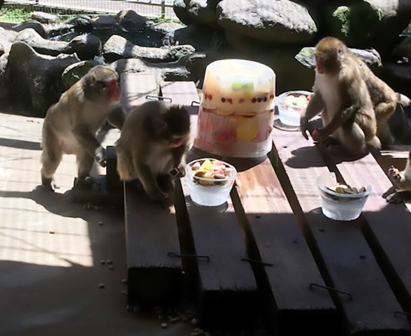 足羽山公園遊園地 「ニホンザルのひんやりタイム」