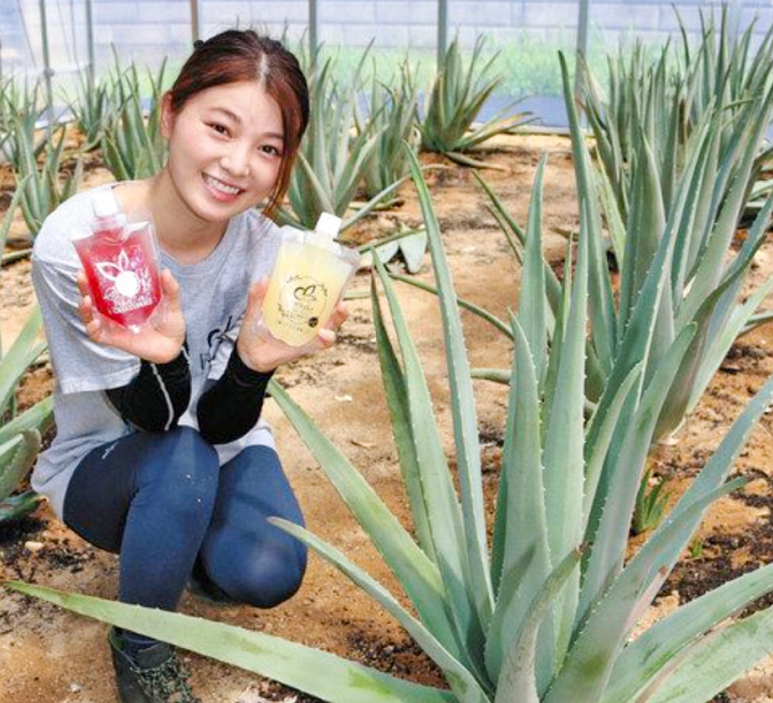 農業と美容　結ぶアロエ　三国の女性　栽培挑戦　飲むゼリーを開発、販売