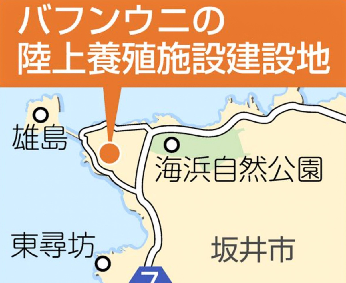 バフンウニ陸上で養殖　坂井市が施設来秋完成