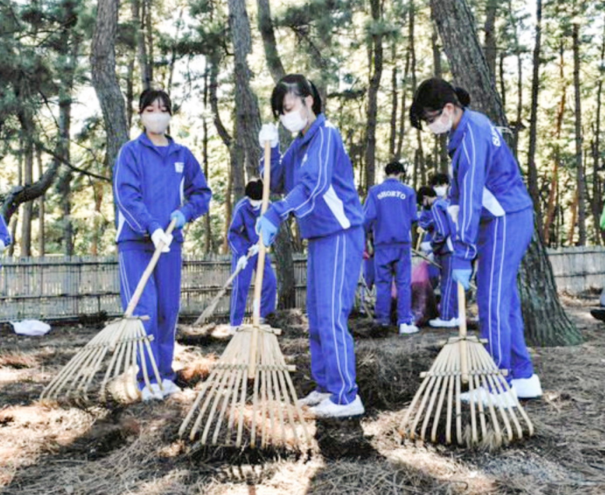 気比の松原で保全の松葉かき　敦賀・松陵中の２年生
