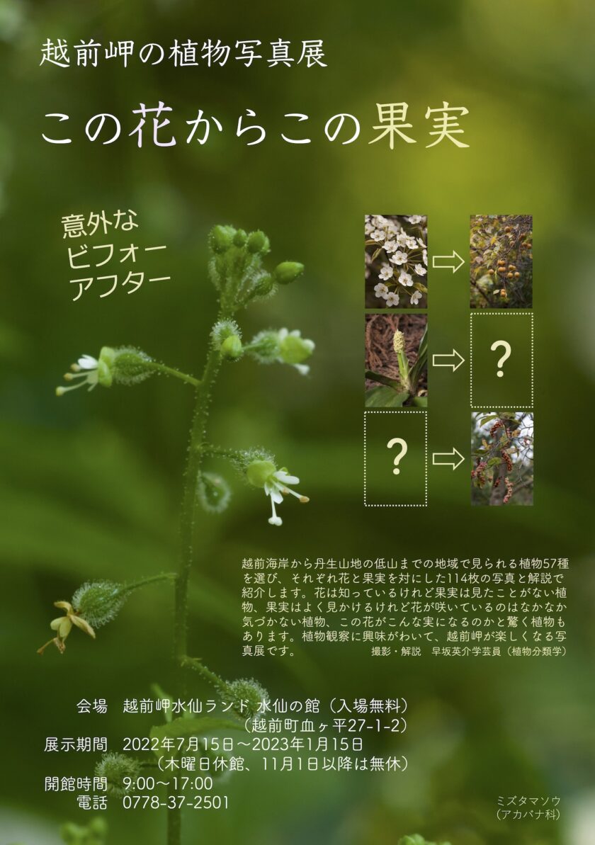 越前岬の植物写真展「この花からこの果実」