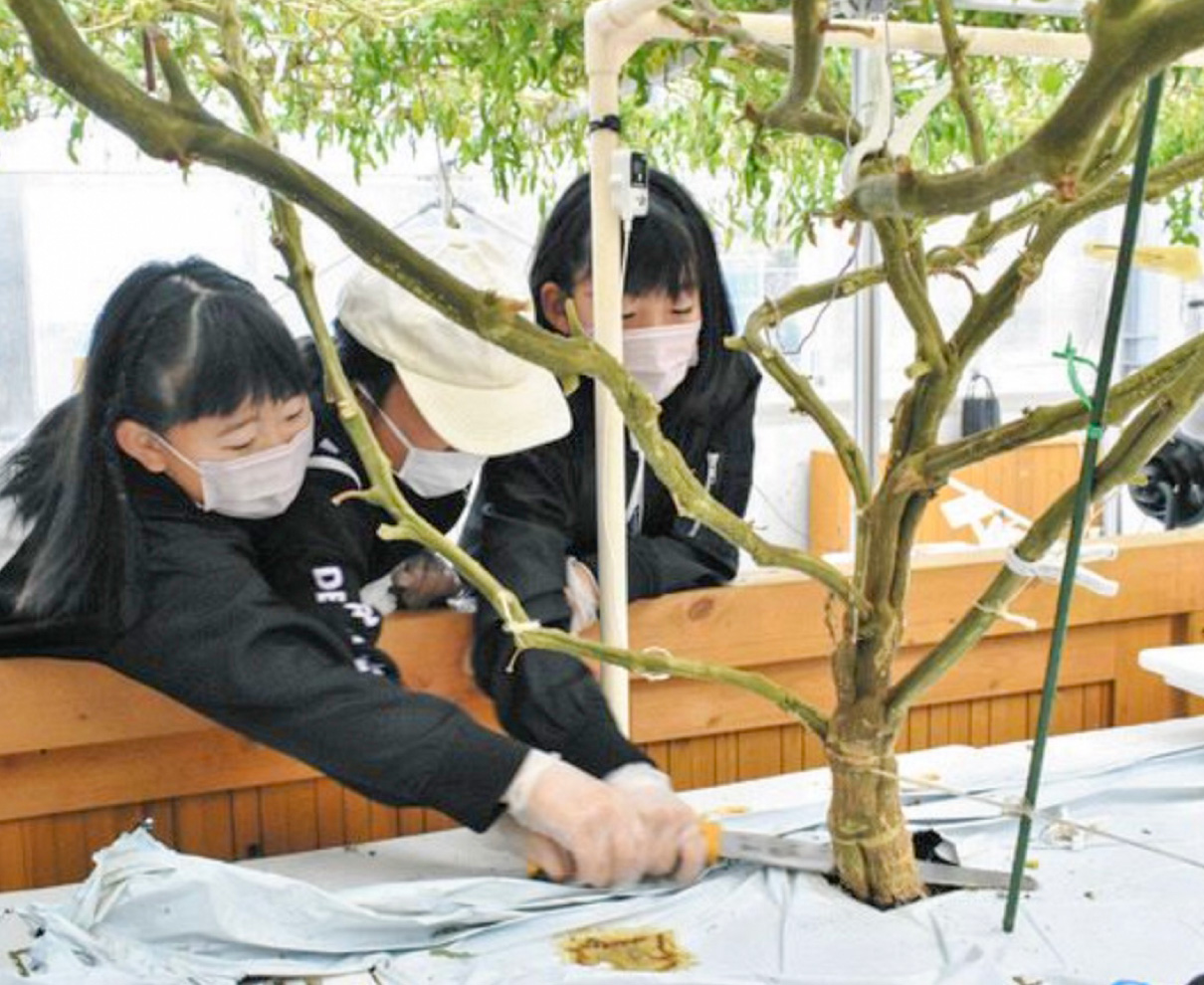 児童らが巨木トマトを撤去　福井・美浜の「園芸LABOの丘」