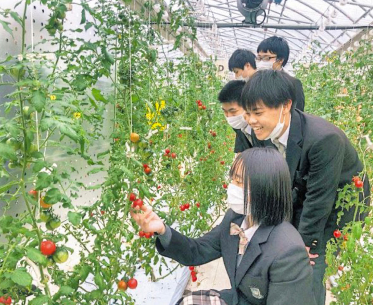 フィルム活用　トマト糖度↑　福井農林高　坂井の企業と連携　太陽光　効率的に使う栽培法