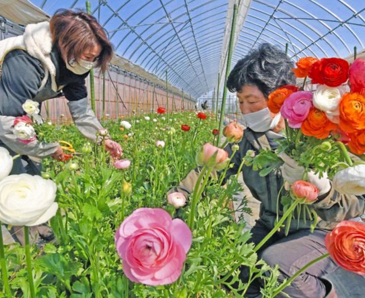 ラナンキュラス、卒業・就職で祝福を　福井で出荷最盛期