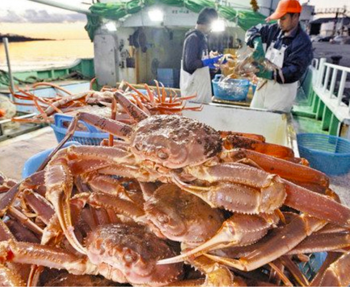 越前がに漁獲額過去最高　21億8700万円