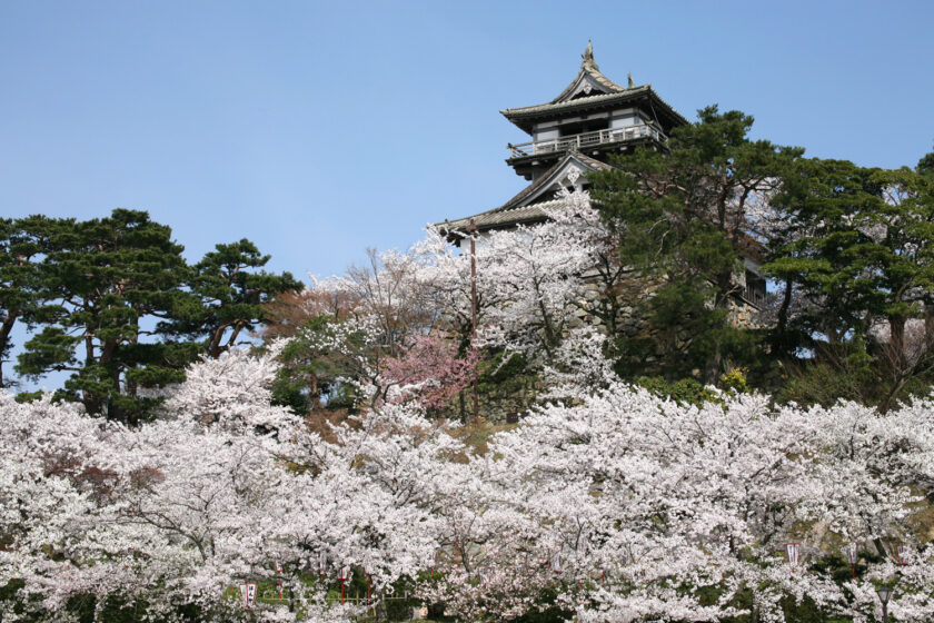 丸岡城桜まつり