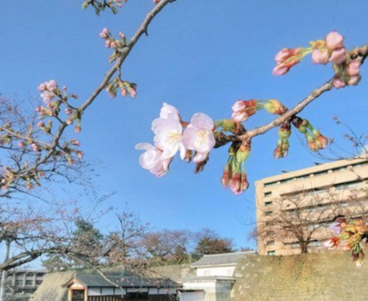 福井で桜開花発表　最速、平年より10日早く