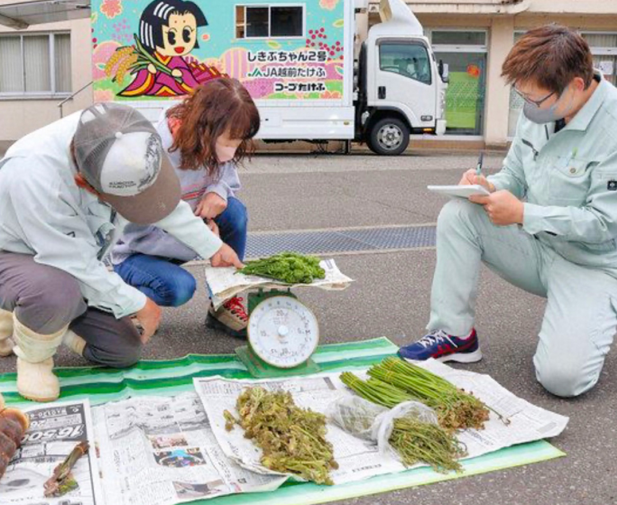 山菜で農福連携　越前市西部地区