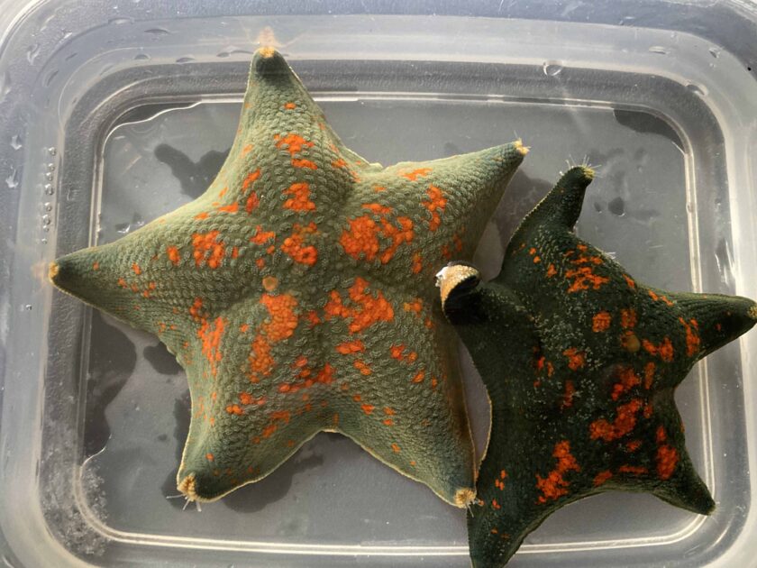 コミュラボ・コラボ「海のお星さま☆ヒトデについて学んでみよう」