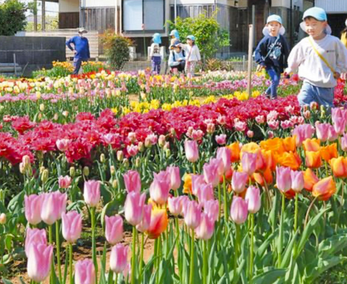 チューリップ咲いた並んだ8000本　福井市・森さんの畑で見頃