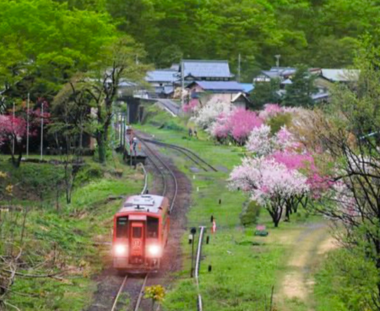 ハナモモ、新緑に鮮やか　大野・越美北線勝原駅周辺