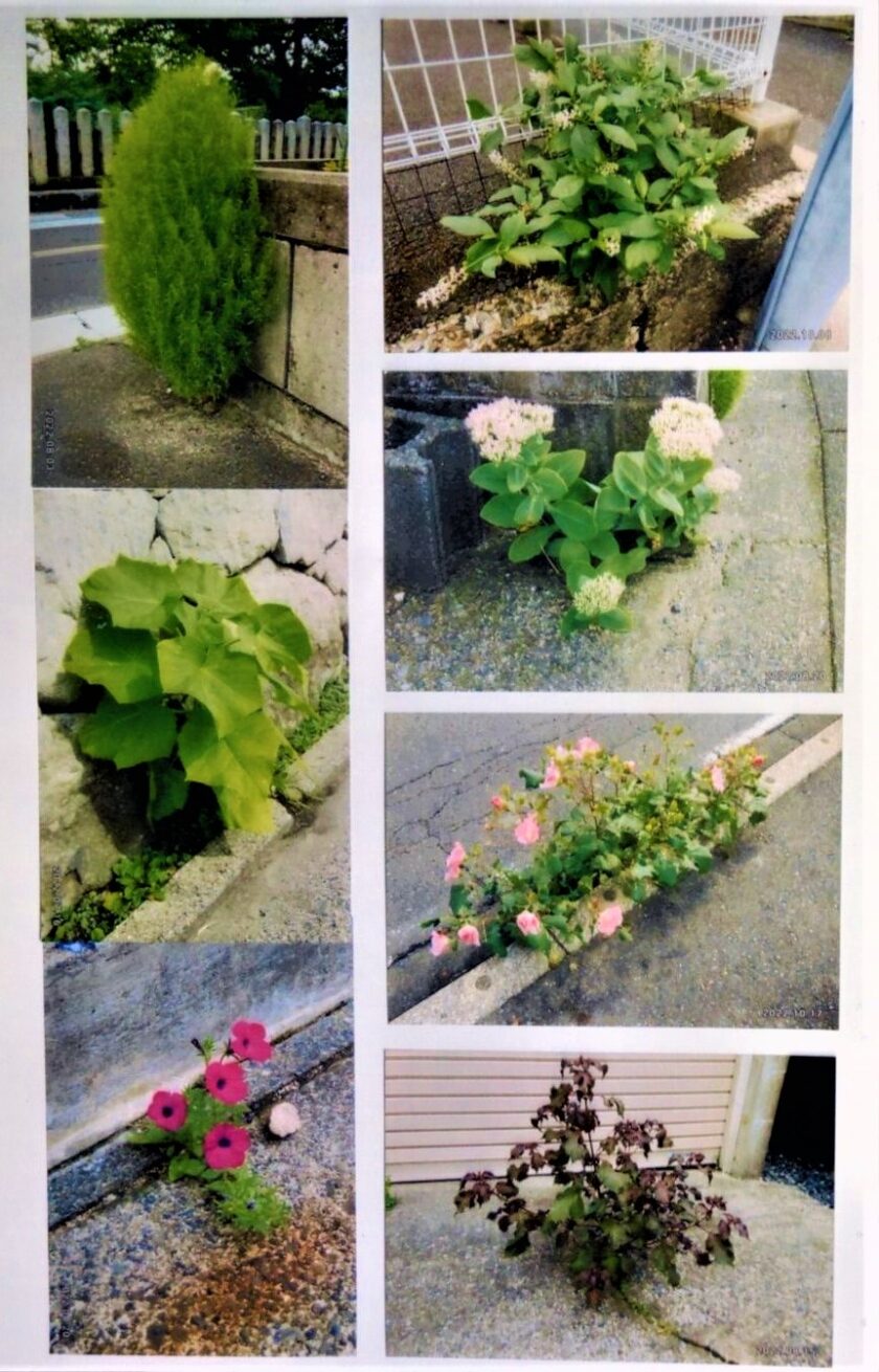 長谷俊雄作品展　第四回隙間に生える植物