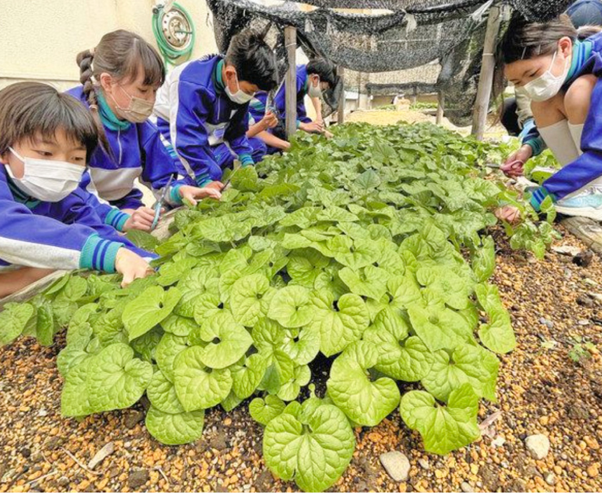 フタバアオイ　丁寧に収穫　鯖江・立待小児童 　京都の葵祭で使用