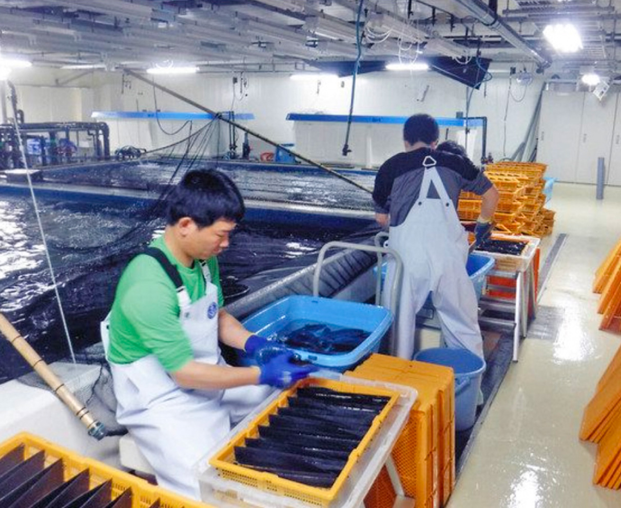若狭まはた稚魚、小浜で出荷開始　嶺南５市町の養殖業者へ