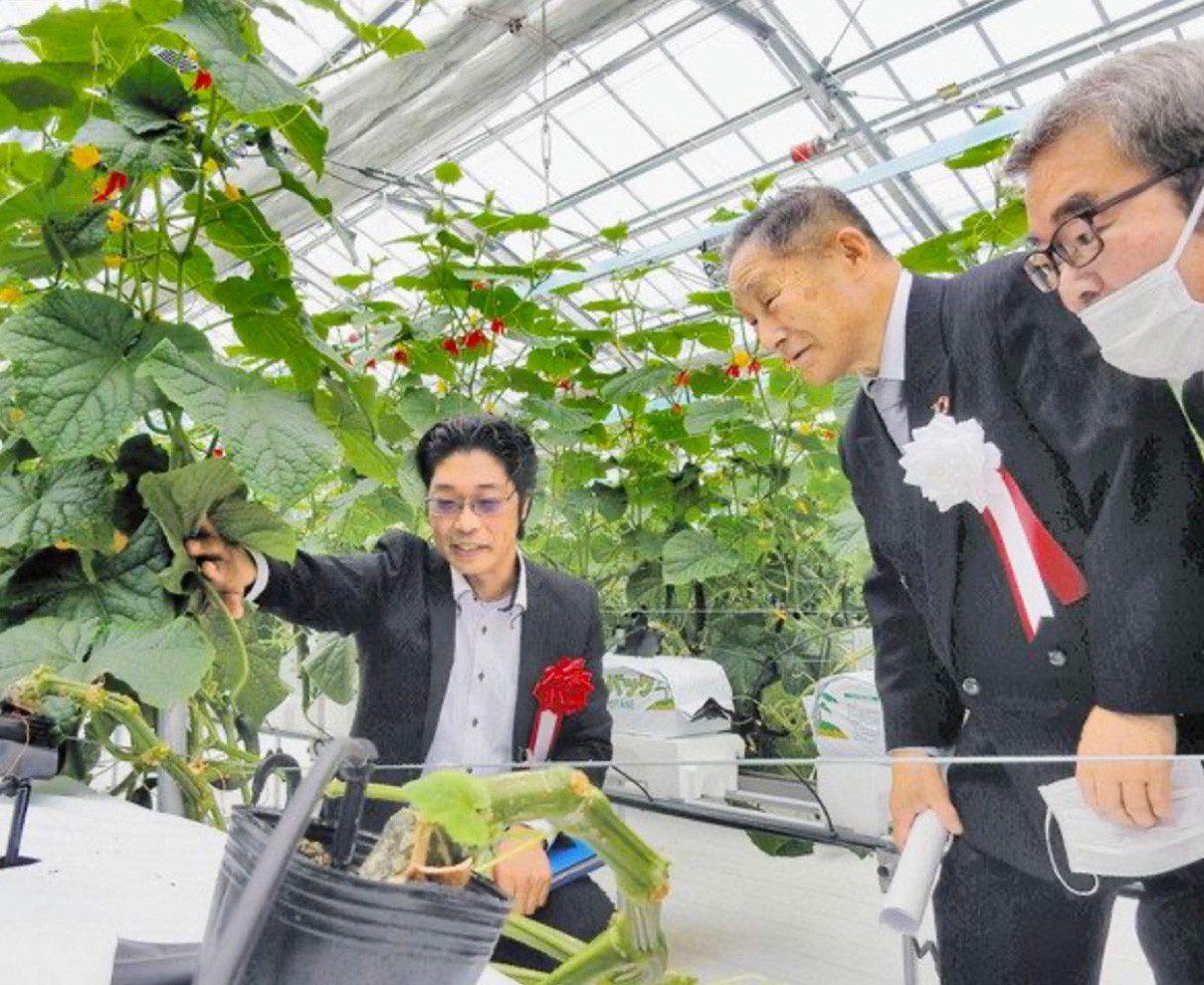 敦賀に大規模ハウス完成　　特産キュウリ復活、安定供給へ