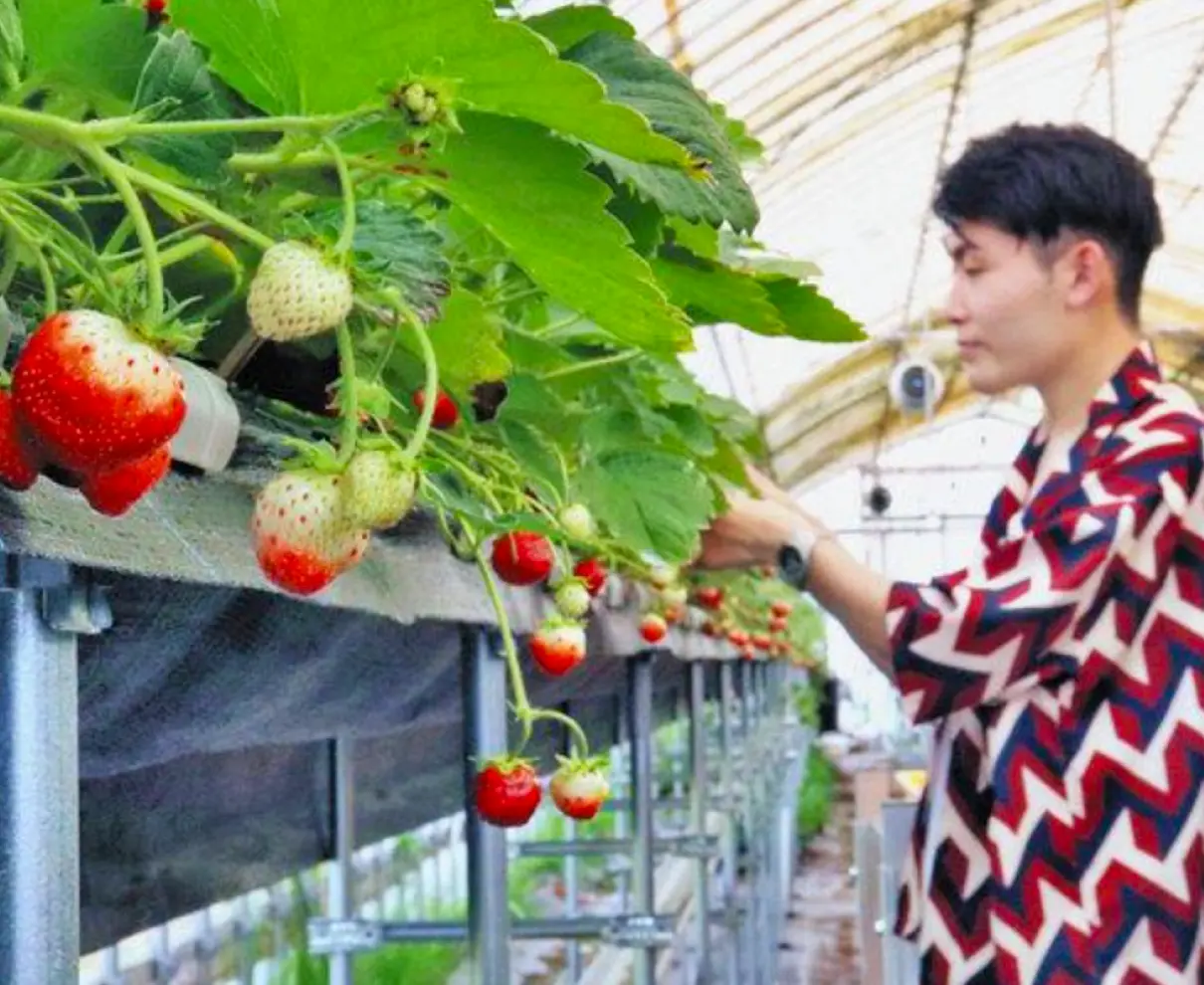 夏イチゴ「福井の特産に」　池田さん　夢へ初収穫