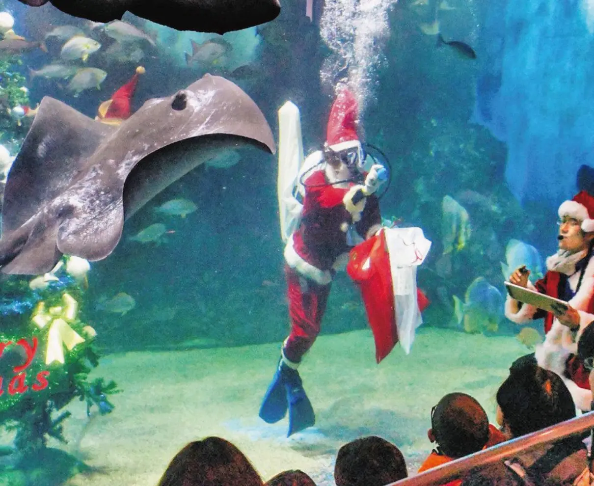 越前松島水族館に水中サンタ登場　抽選でプレゼントも