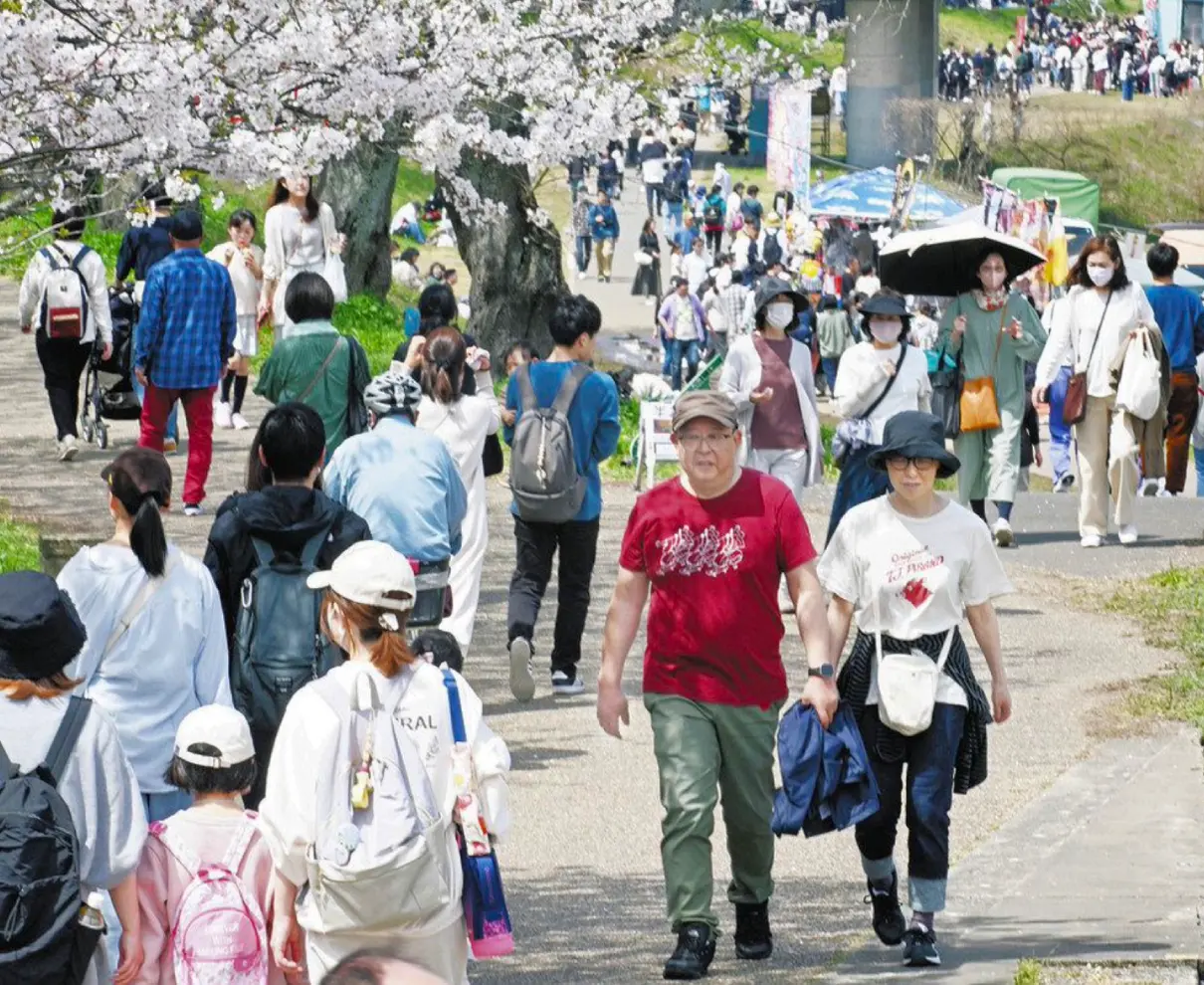 桜色の川辺、花見日和