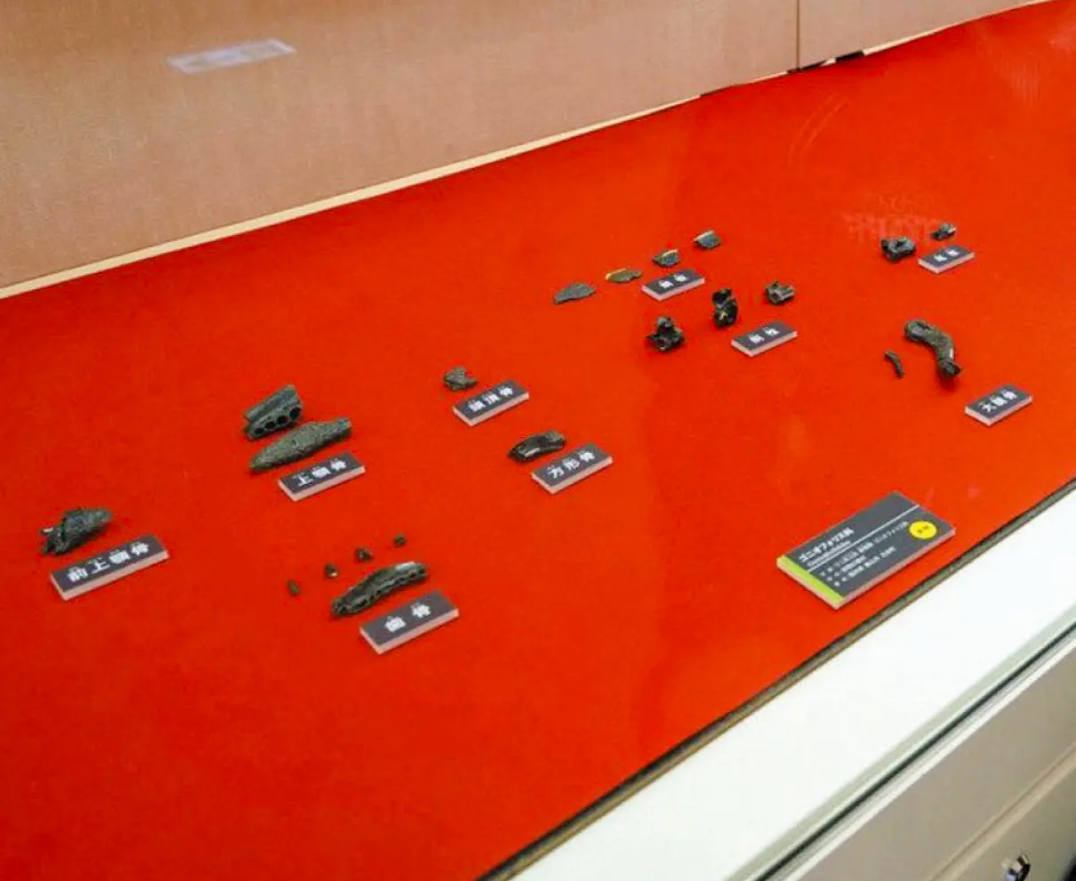 勝山でワニ形類化石発見　県立恐竜博物館　新種の可能性