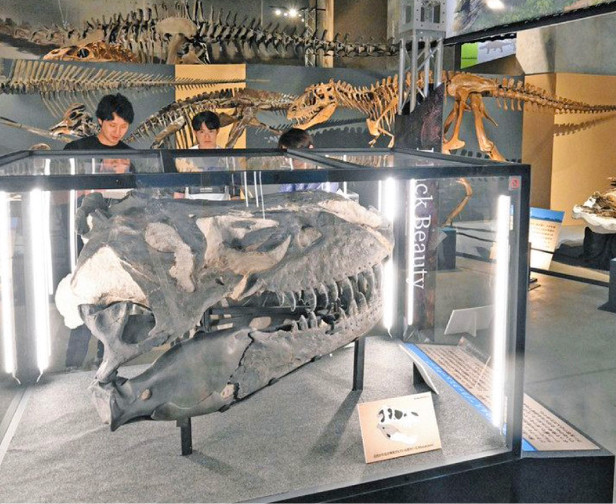 大迫力　北米の実物化石　恐竜博物館特別展きょう開幕