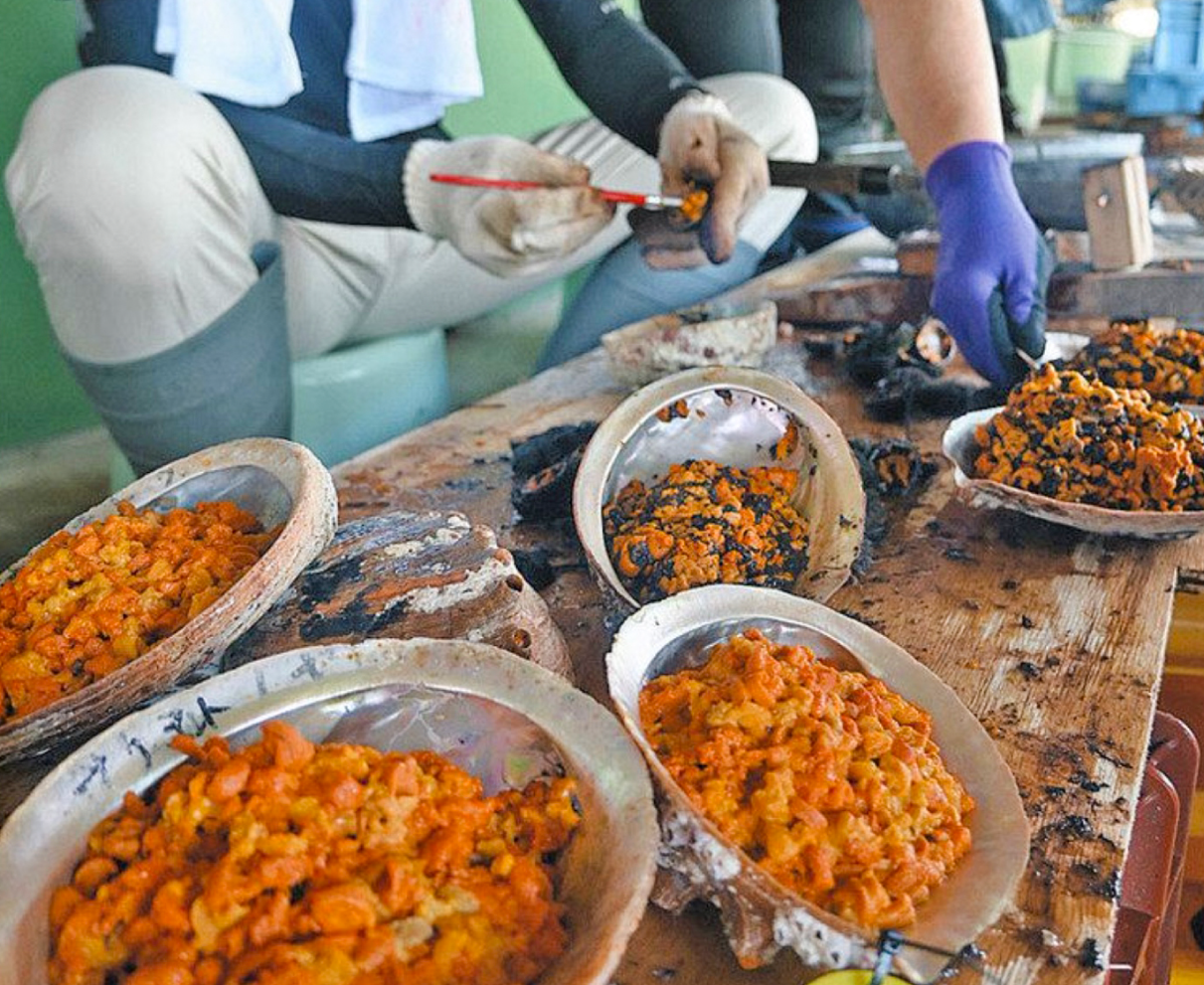 越前汐雲丹復活へ加工　越廼漁協　週末にかけ出荷