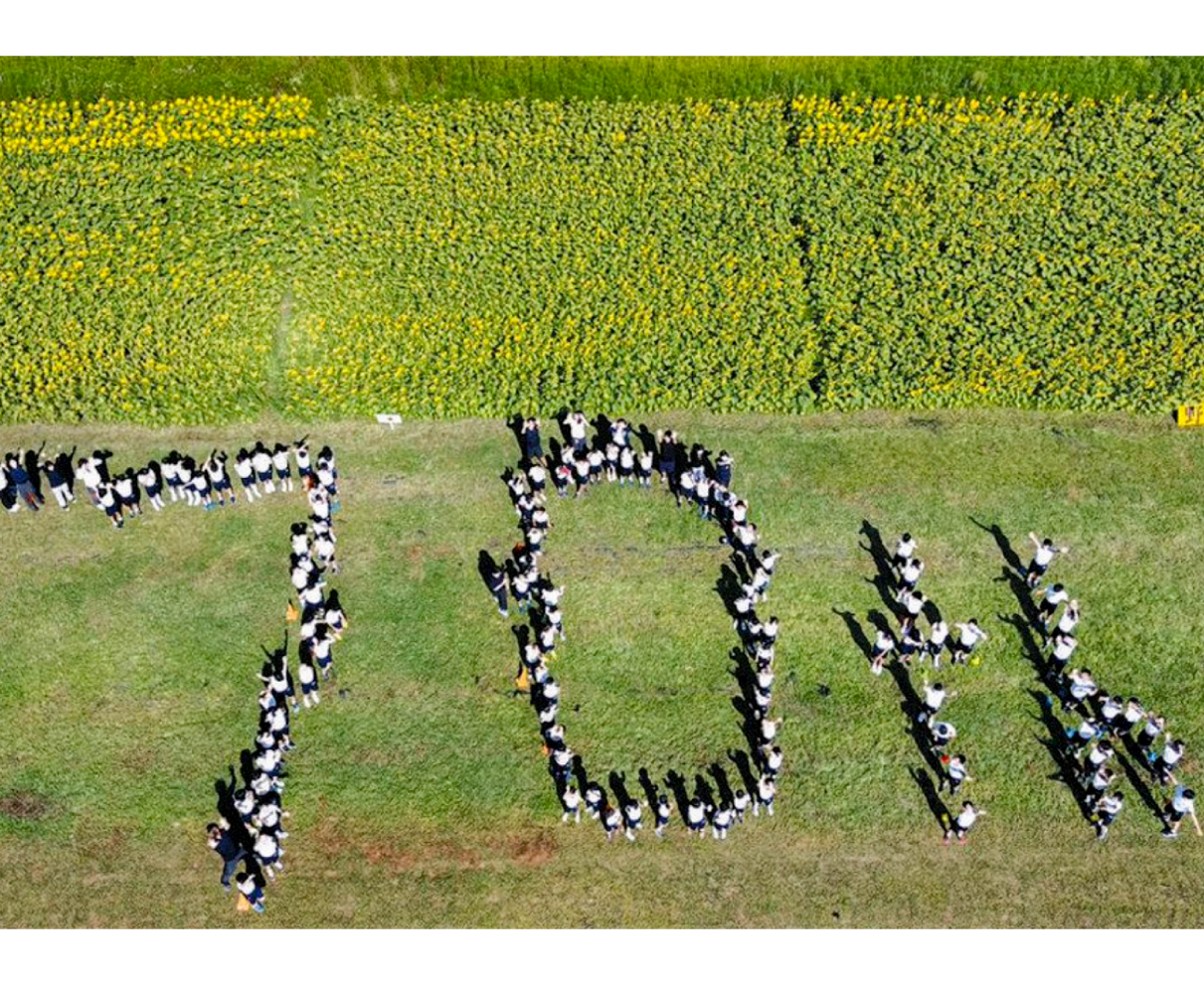 ヒマワリ畑で「大野愛」開花　市制70周年の人文字作成