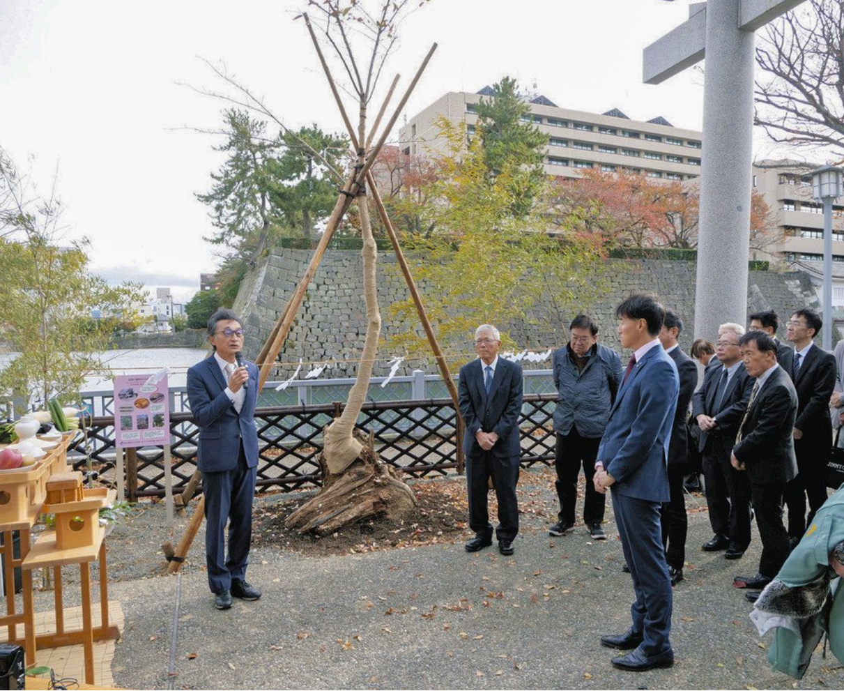 「奇跡の桜」新たな象徴に　11年大雪　足羽川堤防で倒木、切り株から再び芽