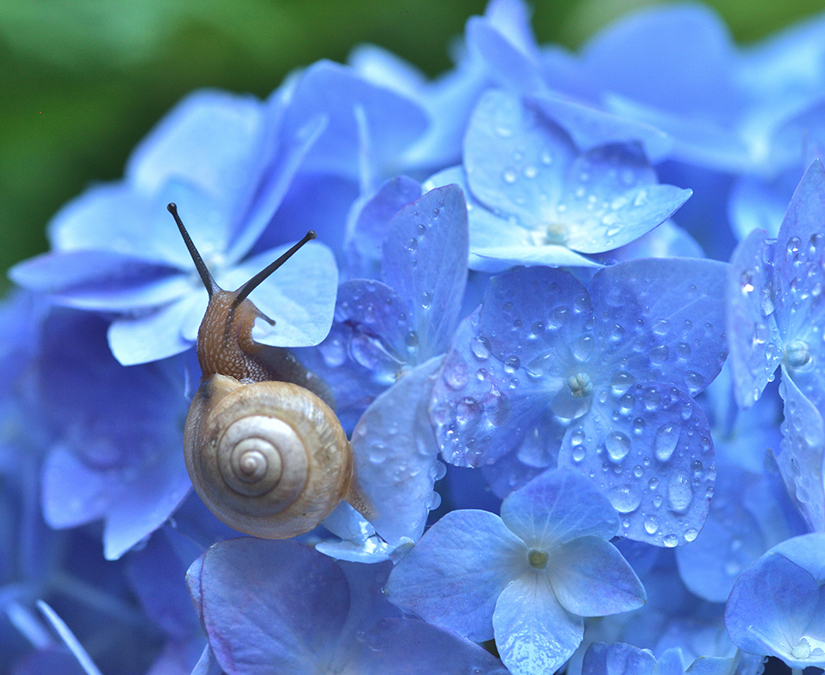 異例の展開で始まった今年の梅雨入り　北陸は？｜気象予報士 二村千津子の風と雲
