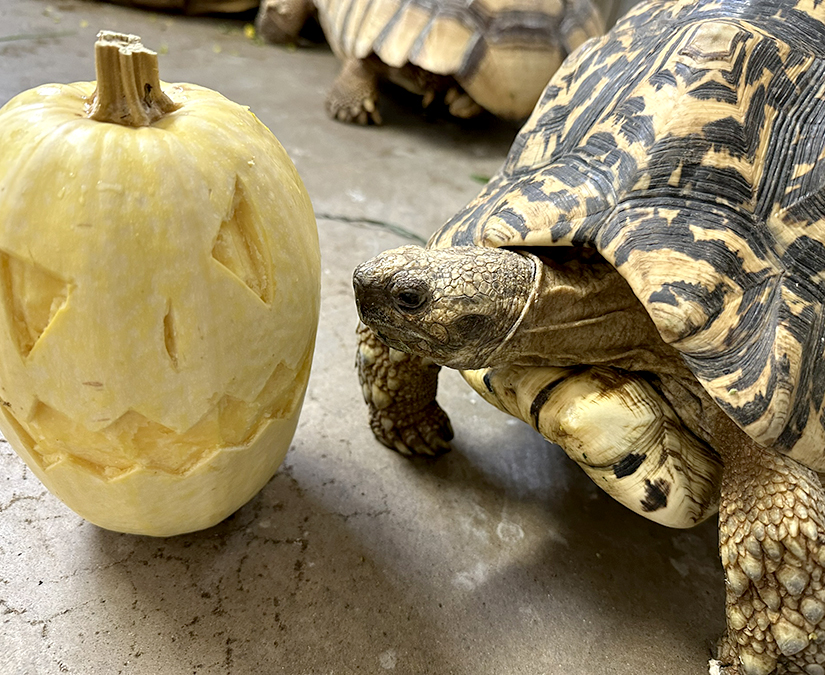 【10/25・26】秋の動物園まつりスペシャル2days！ 家族みんなで楽しめる秋のおまつり｜足羽山公園遊園地
