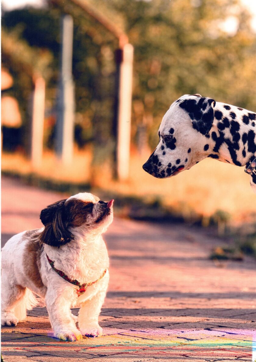 101匹わんにゃん展　― しっぽの優しさ届けます ―