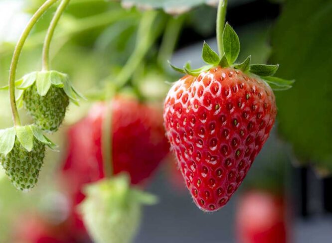 デートにもおススメ♪ 甘さ先取り、今すぐ行ける福井のいちご狩りスポット。