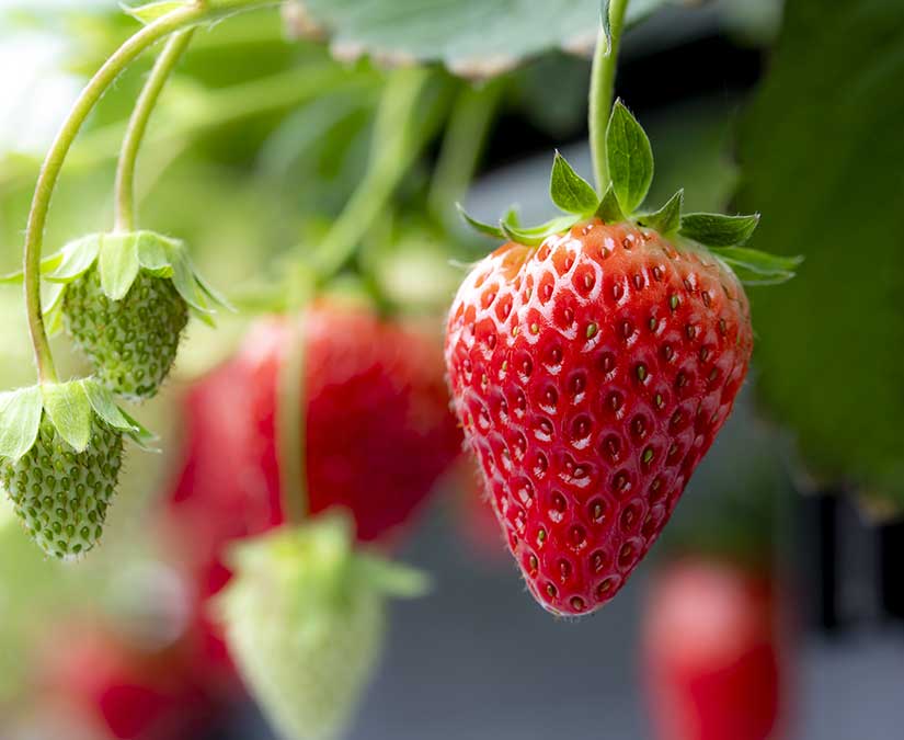 デートにもおススメ♪甘さ先取り、今すぐ行ける福井のいちご狩りスポット。